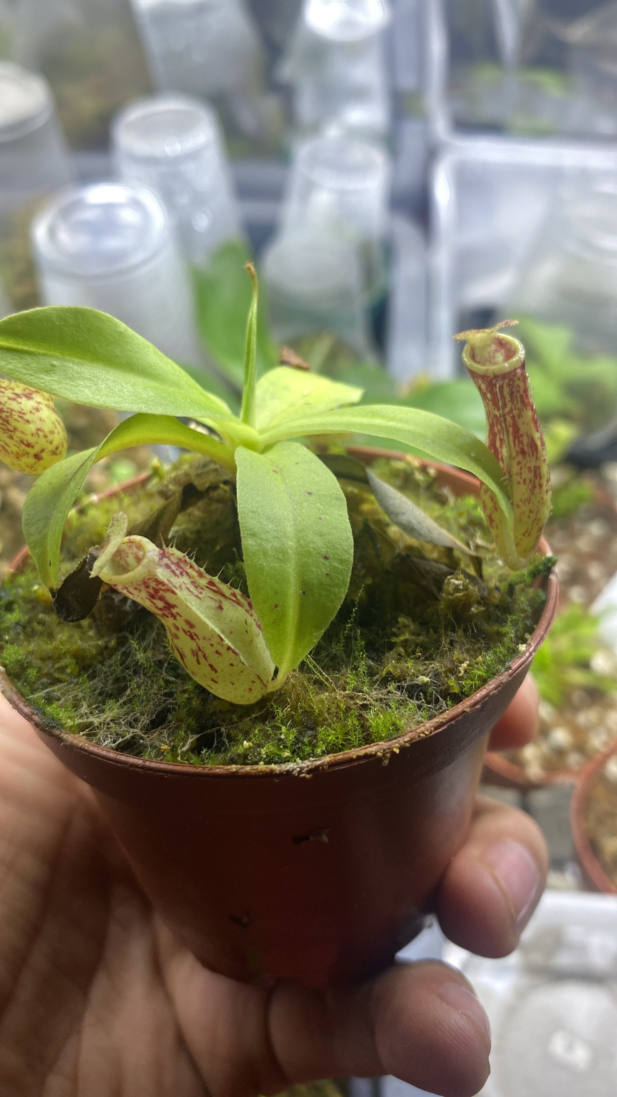 Nepenthe Coccinea