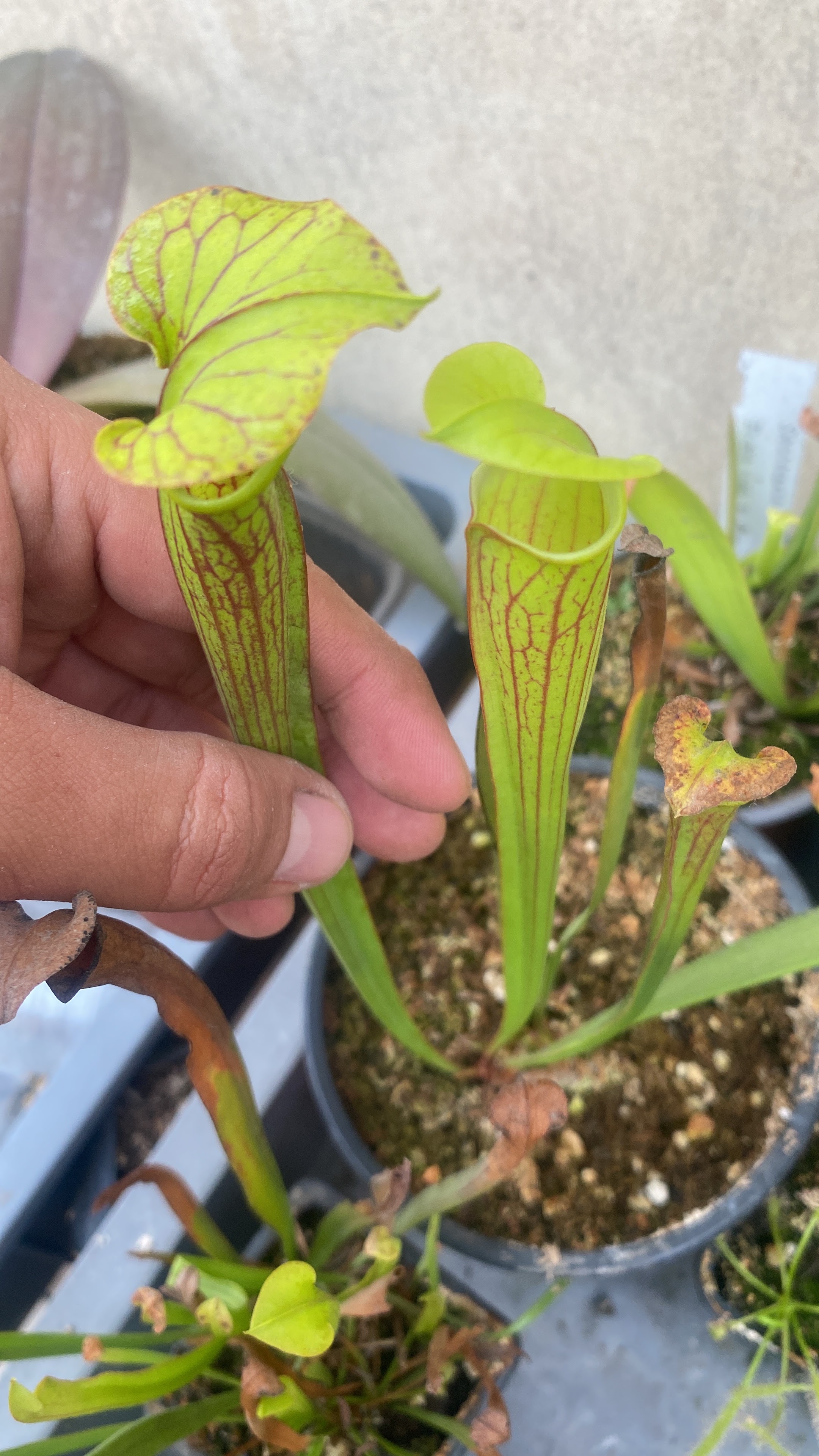 Sarracenia Alata