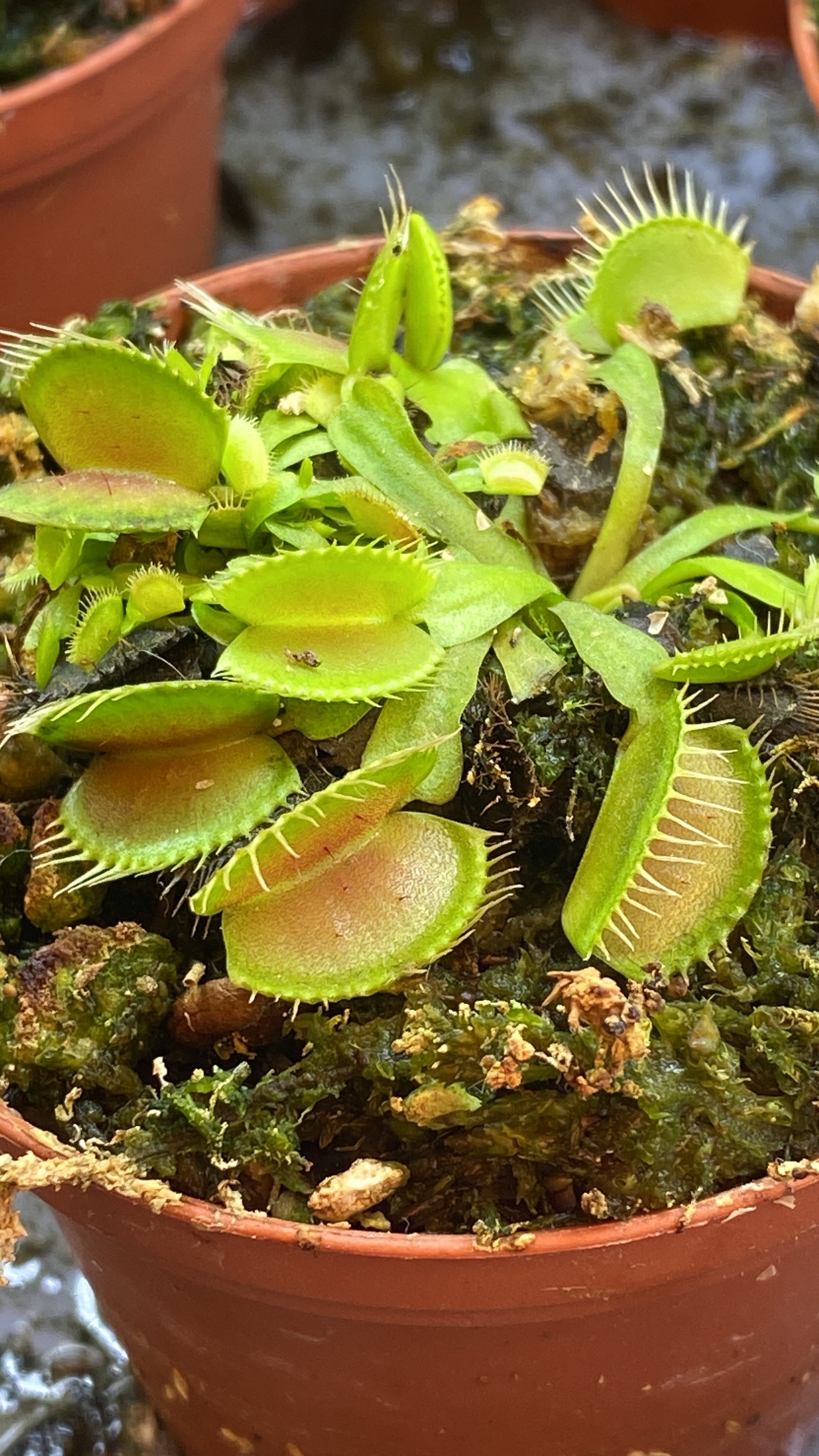 Venus Atrapamoscas Típica